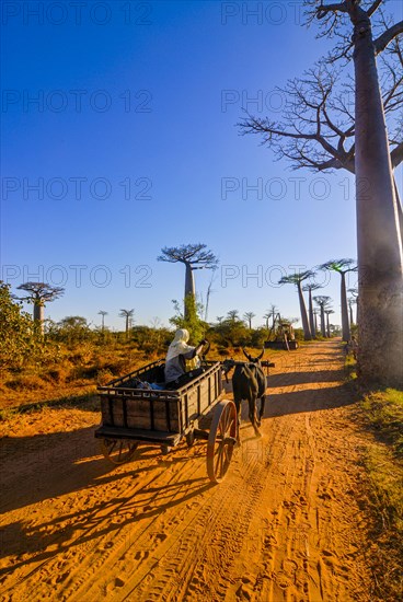 Ox cart at the Avenue de Baobabs near Morondavia