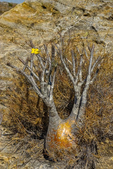 Miniature Baobab tree standing 50 centimetres high but over 100 years old