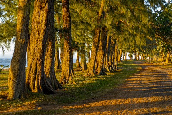 Artifical planted tree line