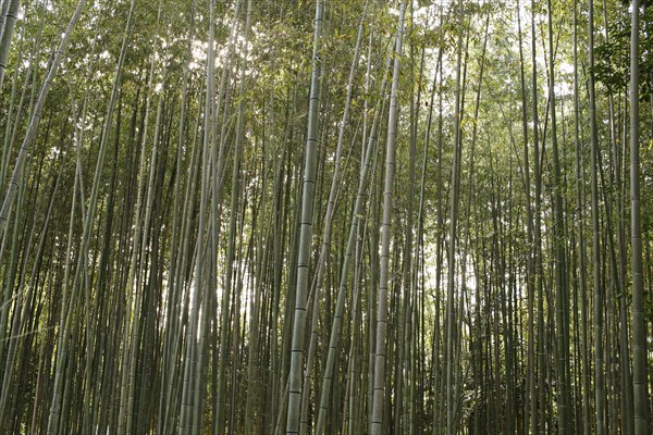 Bamboo trunks in the Arashiyama bamboo forest in Kyoto