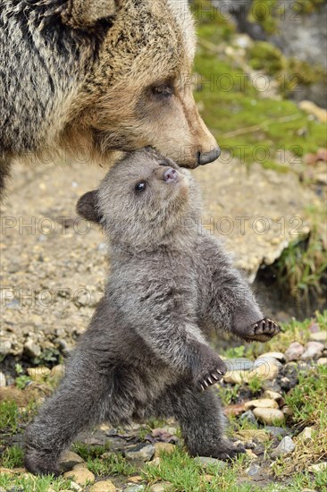 Small brown bear