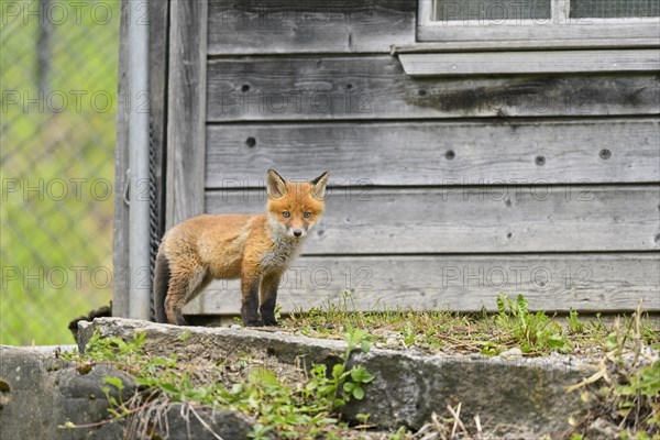 Red fox