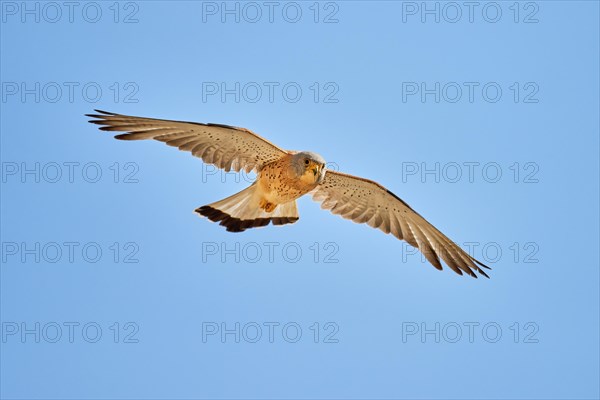 Lesser Kestrel