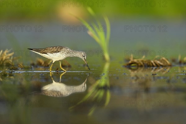 Common greenshank