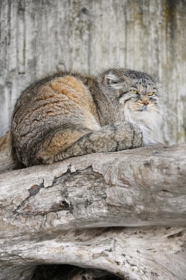 Manul or Pallas' cat