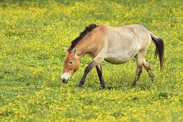 Przewalski's horse