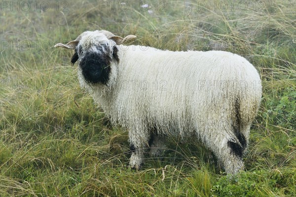 Valais black-nosed domestic sheep