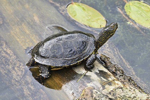 European pond turtle