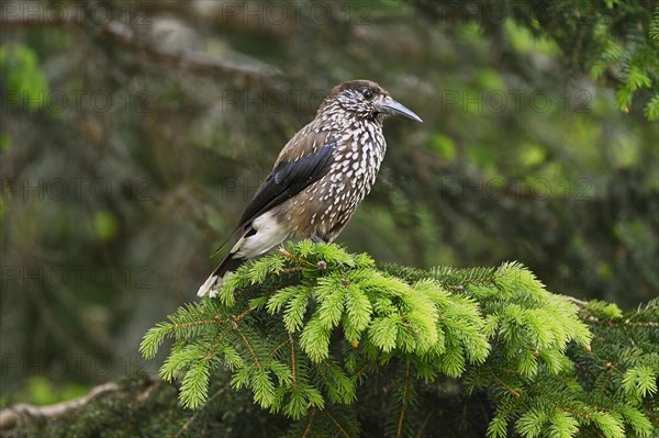 Spotted nutcracker