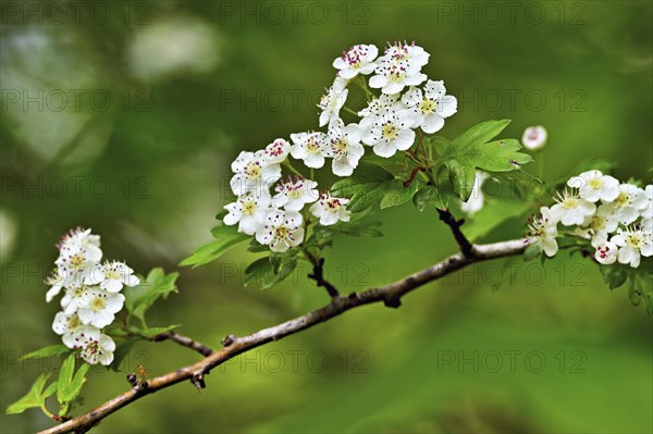 Flower of the common hawthorn