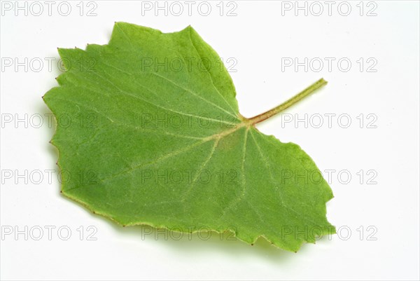 Coltsfoot