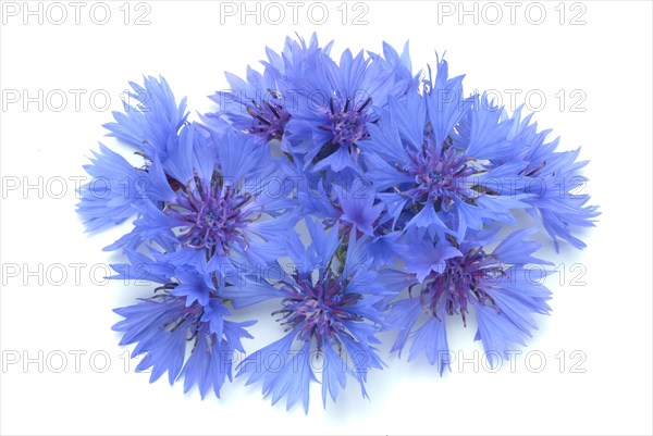 Cornflower