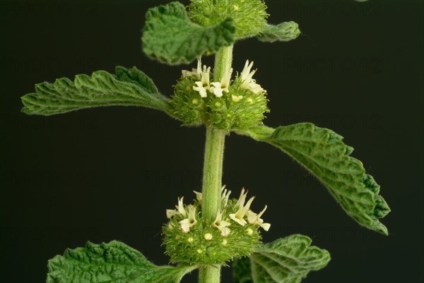 White horehound