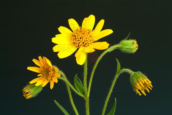 Arnica