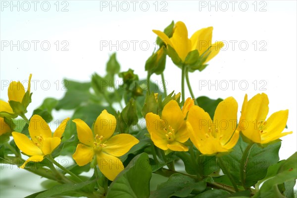 Creeping jenny