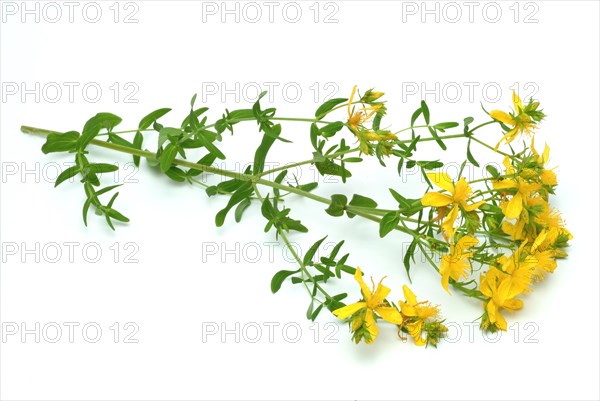 Medicinal plant St. John's wort