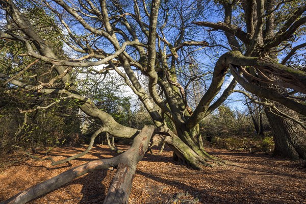 Common beech