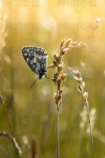 Marbled white