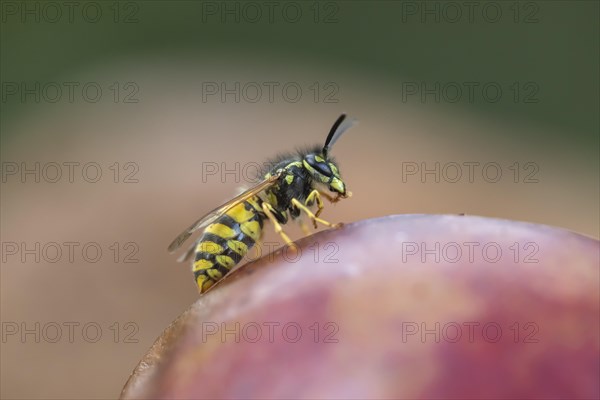 Common wasp