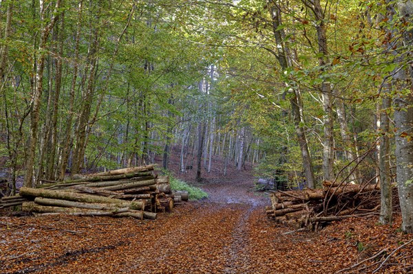 Beech forest in autumn