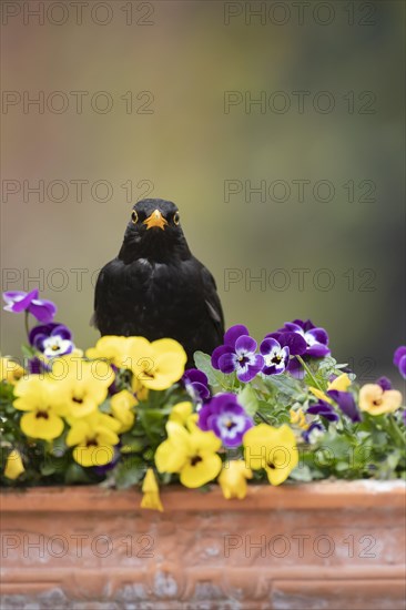 European blackbird