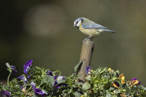 Blue tit