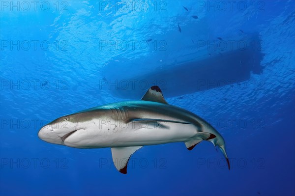 Blacktip reef shark