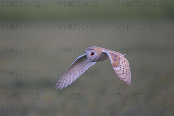 Barn owl