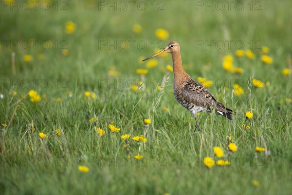 Black-tailed Godwit