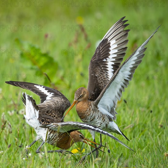 Black-tailed Godwit