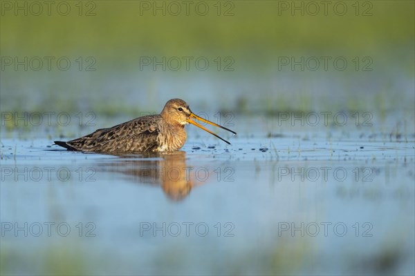 Black-tailed Godwit