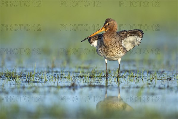 Black-tailed Godwit