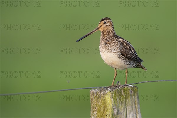 Common Snipe