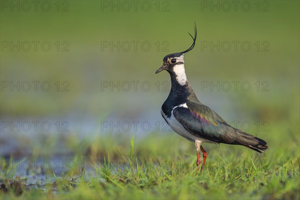 Northern lapwing