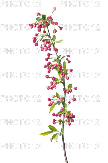 Dwarf cherry-apple