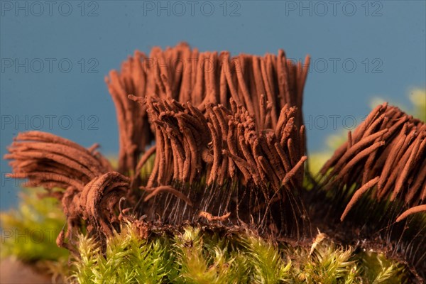 Tufted slime mould fruiting body with many light brown stalks in front of blue sky