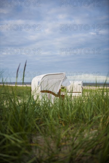 European marram grass