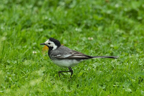 Wagtail standing in green meadow looking left