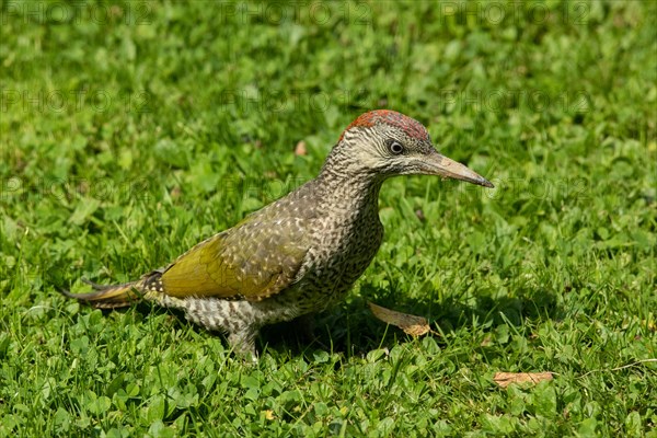 Green woodpecker standing in green grass right looking