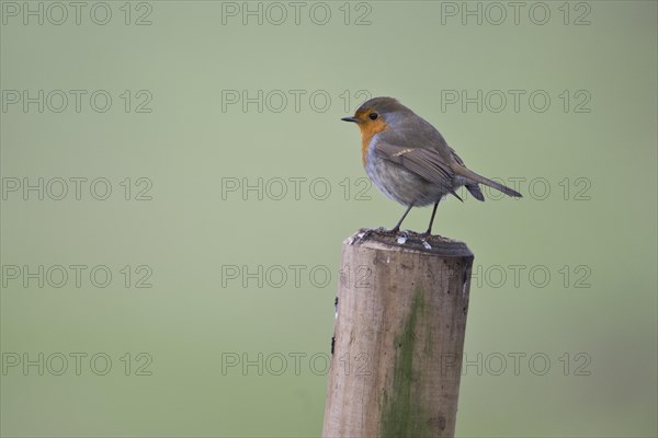 European robin