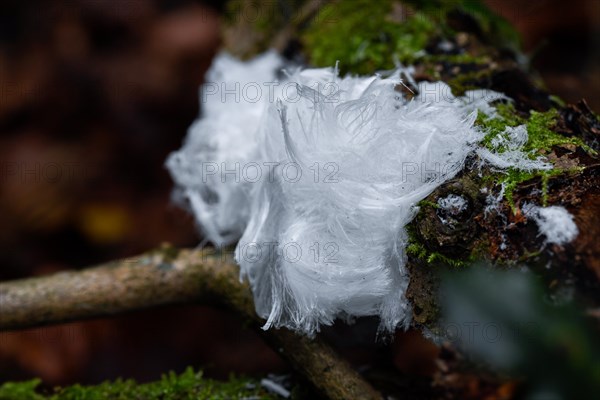 Hair ice on deadwood with moss