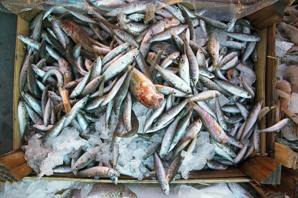 Box of fresh fish
