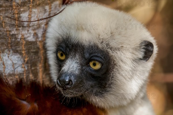 Coquerel's sifaka