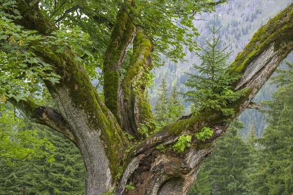 Old maple tree on which a spruce is growing