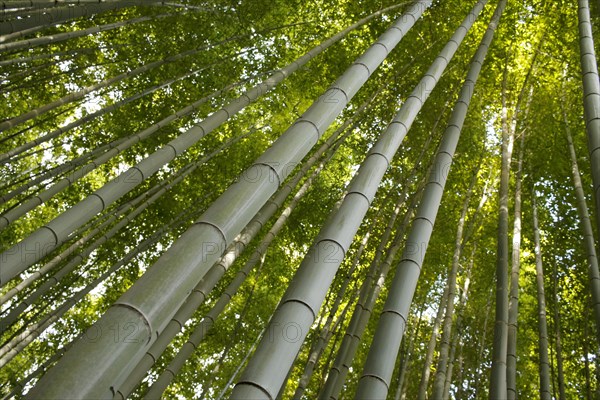 Bamboo trunks in the Arashiyama bamboo forest in Kyoto