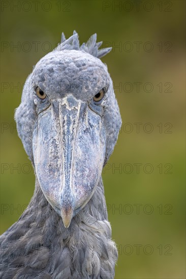 Shoebill