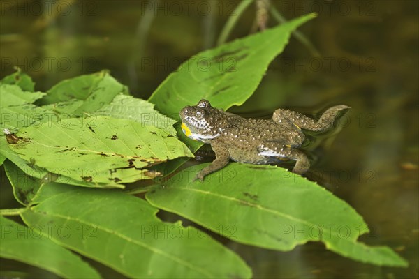 Yellow-bellied toad - Photo12-imageBROKER-Stefan Huwiler
