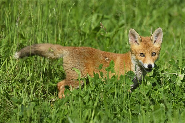 Red fox