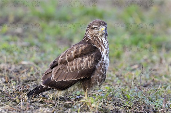 Common steppe buzzard