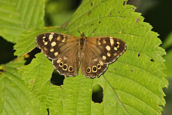 Speckled wood